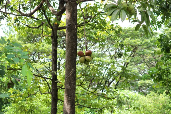 Яванское Оливковое Дерево Sterculia Foetida Фруктами — стоковое фото