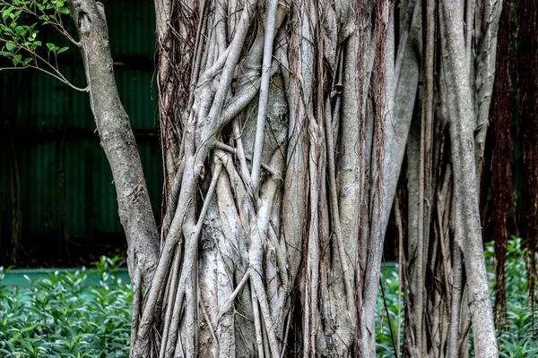 空中の根を絡み合う大きなガジュマルの木 Ficus Benjamina 家の植物ではない大きなガジュマルの木 バンコク — ストック写真
