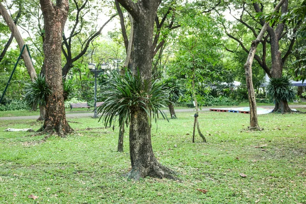 Epiphytische Pflanzen Wachsen Auf Phorophytischen Bäumen Einem Stadtpark Bangkok Thailand — Stockfoto
