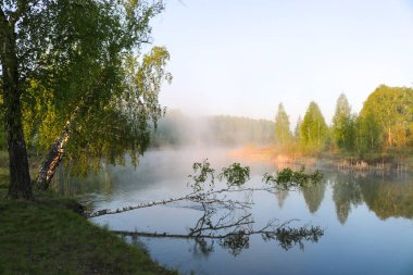 Nehirde sisli bir yaz sabahı, kıyıda huş ağaçları. Açık havada seyahat et..