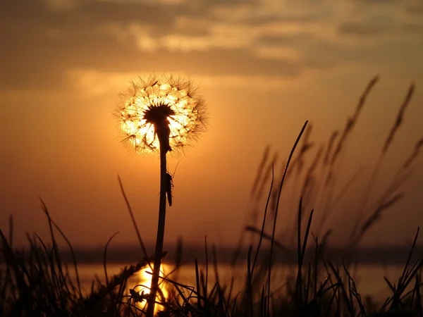 Захід Сонця Над Озером Тлі Пухнастої Кульбаби Теплий Літній Вечір — стокове фото