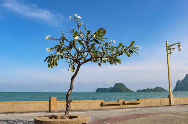 Blühender Weißer Plumeria Frangipani Baum Der Seepromenade Prachuap Khiri Khan — Stockfoto