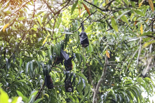 Los Murciélagos Frutales Cuelgan Boca Abajo Las Ramas Los Árboles — Foto de Stock