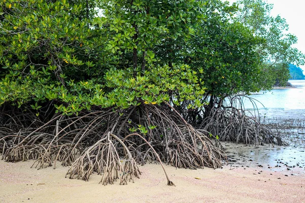 Mangroven Der Küste Der Andamanensee Thailand — Stockfoto