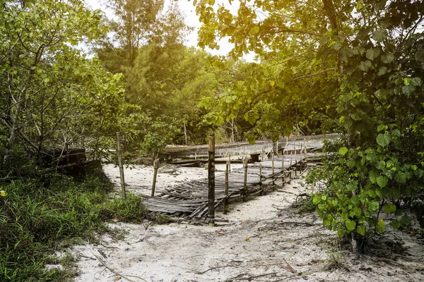 Zniszczony Most Bambusowy Dżungli Nad Brzegiem Rzeki — Zdjęcie stockowe