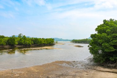 Nehir kıyısındaki Mangrove ağaçları Andaman Denizi 'ne, Tayland' a akar. Su manzarası.