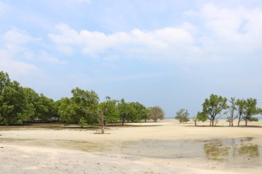 Ağaçlar kumdan büyürler, denizdeki alçak gelgitler sığ bir körfezde, yaz manzarasında.