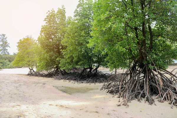 Mangrovie Sulla Costa Del Mar Delle Andamane Thailandia — Foto Stock