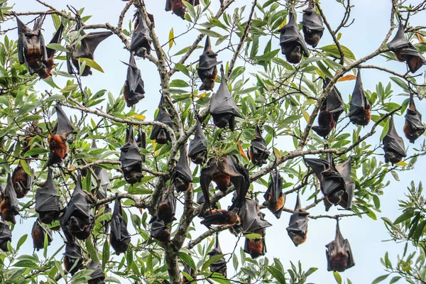 stock image Fruit bats hang upside down from tree branches. Flying foxes (Pteropus).