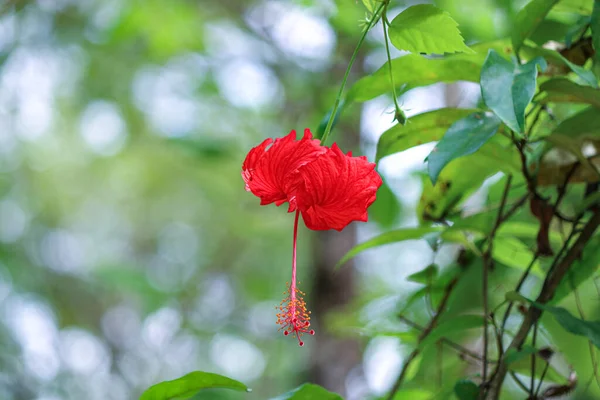 Flor Hibiscus Rosa Sinensis Roja Planta Shoeblack Sobre Fondo Verde — Foto de Stock