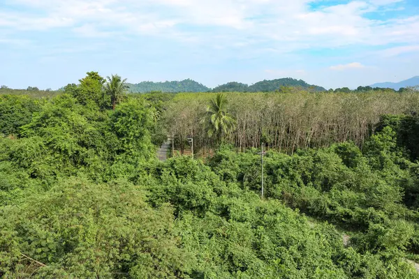Vista Superior Bosque Tropical Una Isla Tailandia Hermoso Paisaje — Foto de Stock