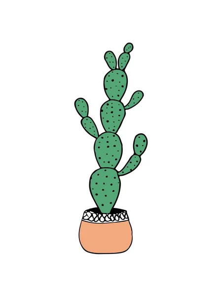 Firka Illusztráció Kaktusz Fehér Színes Doodle Illusztráció Kaktusz Modern Stílusban — Stock Vector