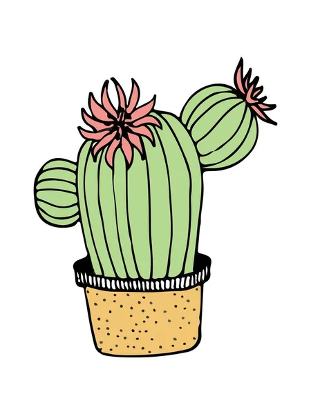 Firka Illusztráció Kaktusz Fehér Színes Doodle Illusztráció Kaktusz Modern Stílusban — Stock Vector