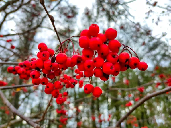 A bunch of red rowan in autumn leaves. Autumn bright red rowan berries with leaves. High quality photo