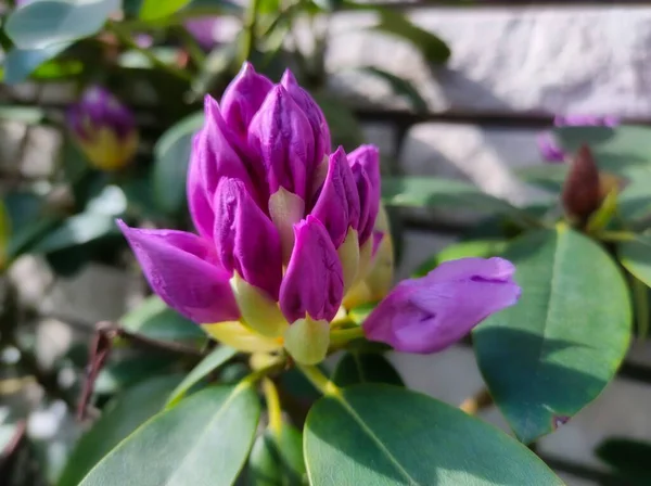 Rhododendron blooming flowers in the spring garden. Pacific rhododendron or California rosebay evergreen shrub. Beautiful pink Rhododendron close up. High quality photo