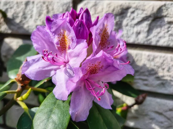 Rhododendron blooming flowers in the spring garden. Pacific rhododendron or California rosebay evergreen shrub. Beautiful pink Rhododendron close up. High quality photo