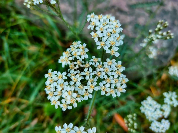 Close up white flowers of common yarrow also known as Western Yarrow, Thousand-Leaf, Thousand-Seal, Nosebleed plant, Old mans pepper, Devils nettle, Soldiers woundwort, Bloodwort, Milfoil, Gordaldo