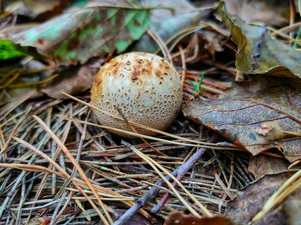 A poisonous mushroom in the autumn forest. High quality photo