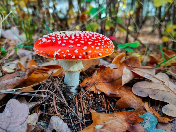 A poisonous mushroom in the autumn forest. High quality photo