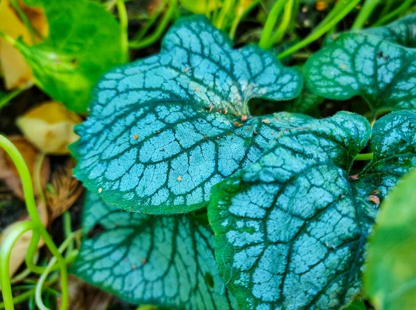 Leaves of the brunnera macrophylla Jack Frost variety. High quality photo