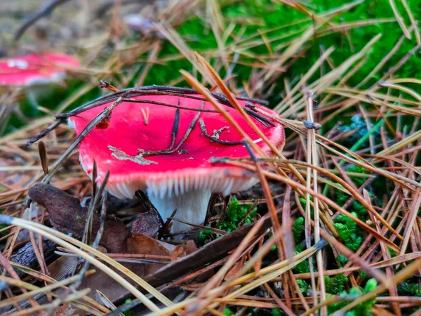 A poisonous mushroom in the autumn forest. High quality photo
