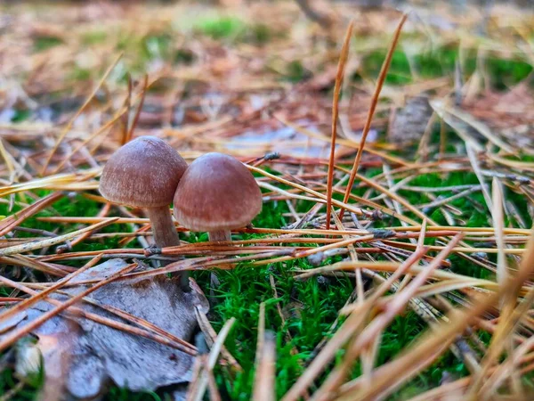A poisonous mushroom in the autumn forest. High quality photo