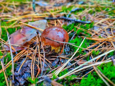 A poisonous mushroom in the autumn forest. High quality photo