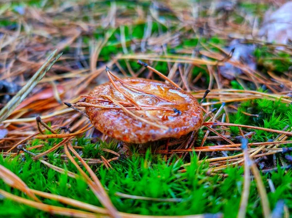A poisonous mushroom in the autumn forest. High quality photo