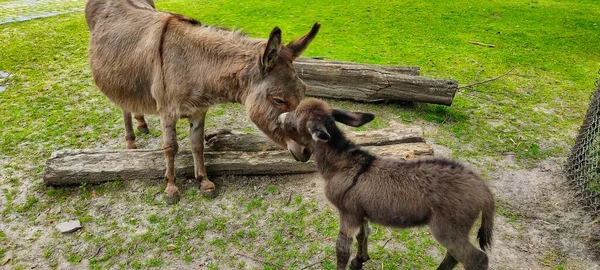 A family of wild donkeys grazes Donkey mom feeds the baby. . High quality photo