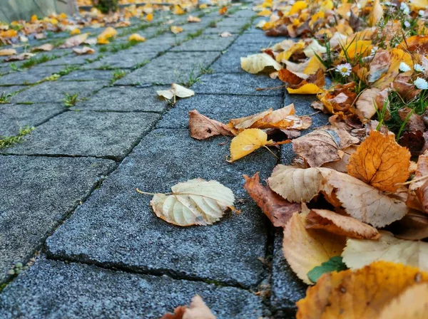 Autumn leaves on street tiles, closeup. High quality photo