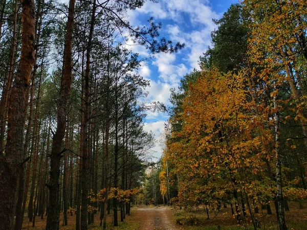 Autumn forest scenery with road of fall leaves warm light illumining the gold foliage. Footpath in scene autumn forest nature. Vivid october day in colorful forest, maple autumn trees road fall way.