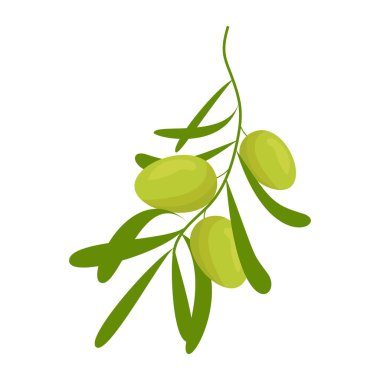 Green olives on a branch. Vector, white background, isolated. Vector illustration
