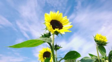 Sunflower in full bloom in a field