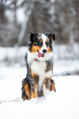 Avustralya çoban köpeği güzel bir kış manzarasına karşı duruyor, melezin sadakatini ve güzelliğini yakalıyor..