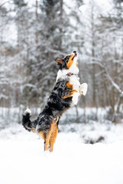 Güzel Avustralyalı çoban köpeği, güzel bir kış gününde karlı araziyi keşfediyor. Türünün çok yönlülüğünü ve dayanıklılığını gösteriyor.