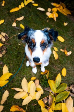 Sevimli Avustralya Çoban Köpeği. Kalbini çalmaya hazır bir tüy yumağı..