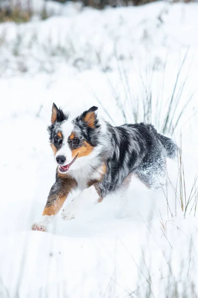 美しい冬の日に雪景色を探索する美しいオーストラリアの羊飼いの犬は 品種の多様性と耐久性を紹介します — ストック写真