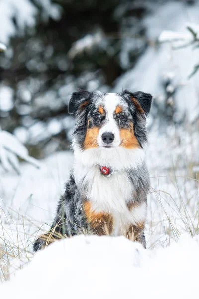Όμορφη Αυστραλιανή Ποιμενικός Σκύλος Εξερεύνηση Του Χιονισμένου Τοπίου Μια Όμορφη — Φωτογραφία Αρχείου