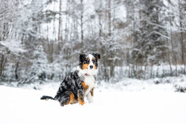 Australian Shepherd Dog Steht Vor Einer Wunderschönen Winterlandschaft Und Fängt — Stockfoto