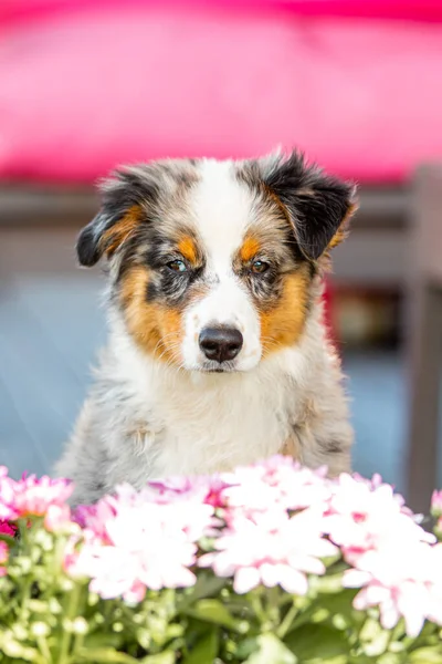 Adorable Australian Shepherd Puppy Bundle Fluff Love Ready Steal Your — Stock Photo, Image