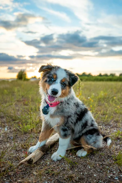 Förtjusande Australian Shepherd Puppy Bunt Fluff Och Kärlek Redo Att — Stockfoto