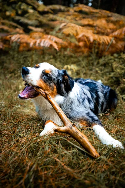 Adorable Cachorro Pastor Australiano Bosque Paquete Pelusa Amor Listo Para — Foto de Stock