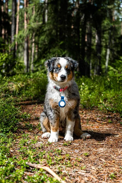Adorable Australian Shepherd Puppy Bundle Fluff Love Ready Steal Your — Stock Photo, Image