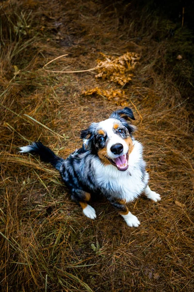 Adorável Cachorro Pastor Australiano Floresta Pacote Fluff Amor Pronto Para — Fotografia de Stock