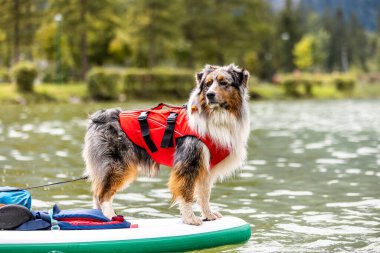 Bir Avustralya çoban köpeği ve güvenlik yeleği. Yaz Macerası için mükemmel bir arkadaş.