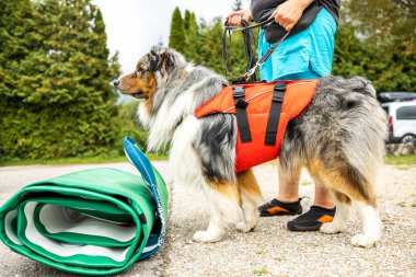 Can yeleği ve şişirilebilir SUP tahtası olan Avustralya çoban köpeği.