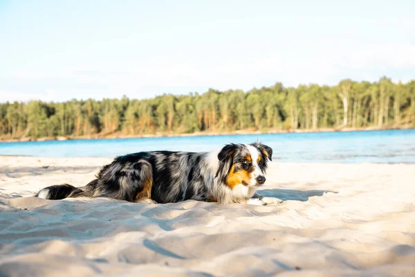 狗在海滩上 在海边的一只活泼的宠物 Tricolor澳大利亚牧羊人 — 图库照片