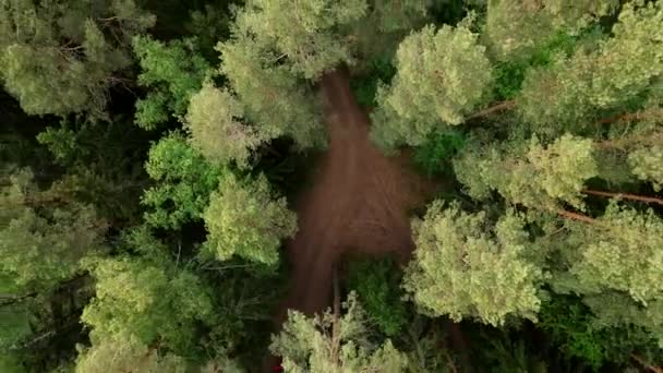 Vista Dall Alto Albero Della Foresta Aerea Ecosistema Della Foresta — Video Stock