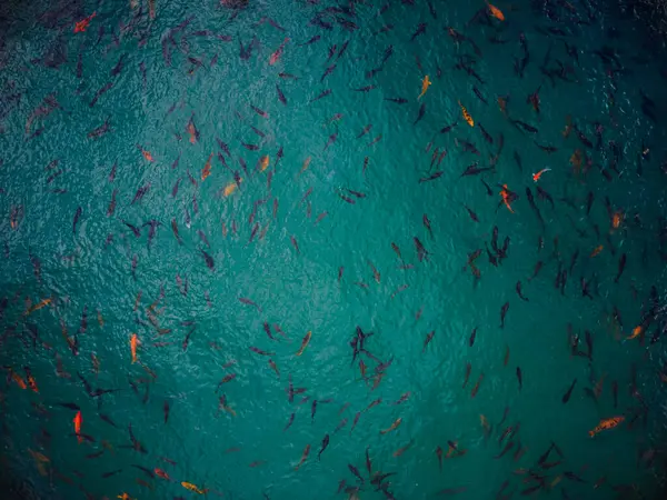 Balık Çiftliği Havadan Yakın Çekim — Stok fotoğraf