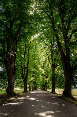 Ihlamur yolu boyunca yürüyorum